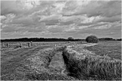 Moorlandschaft