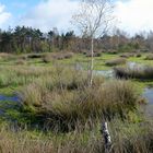 Moorlandschaft