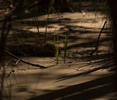 Moorlandschaft