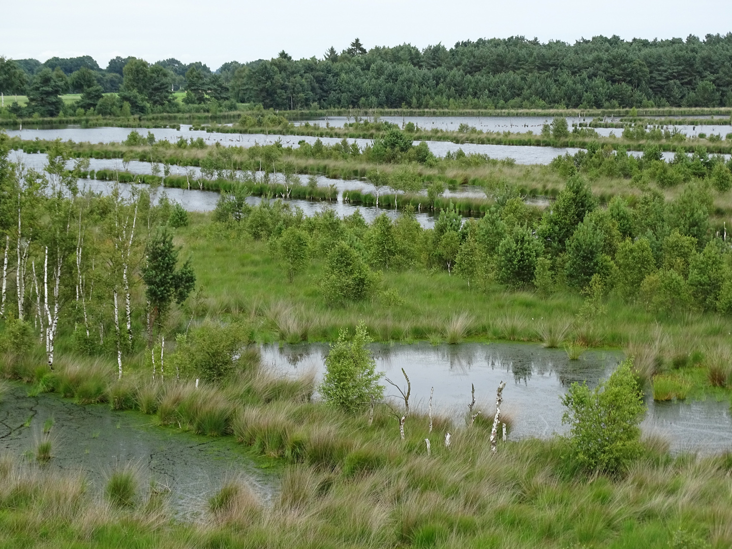 Moorlandschaft