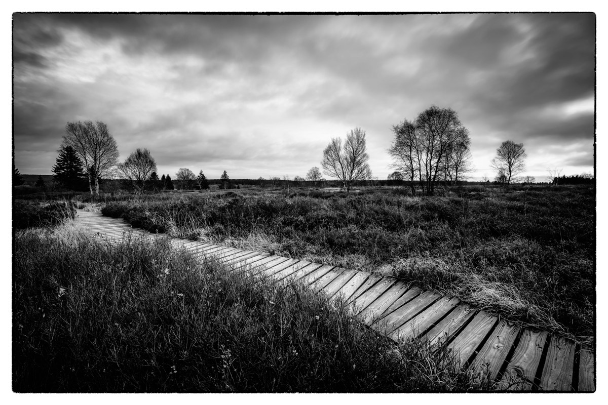 Moorlandschaft Hohes Venn