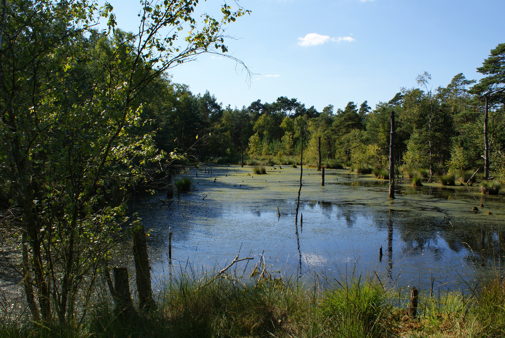 Moorlandschaft I