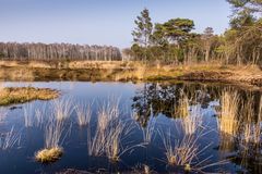 Moorlandschaft II - Steinhuder Meer