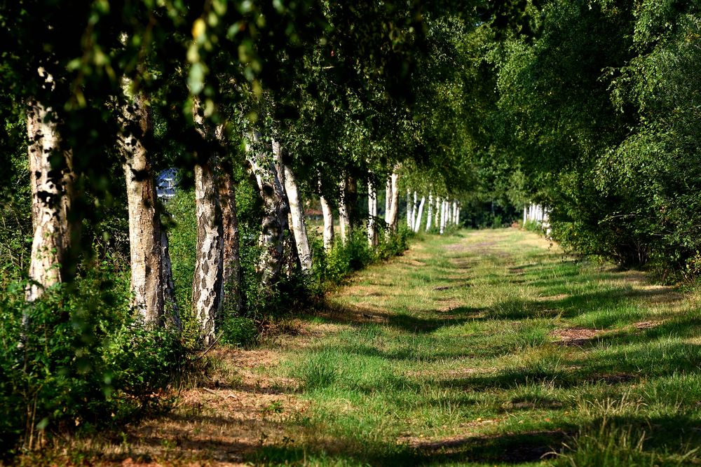 Moorlandschaft im Abendlicht