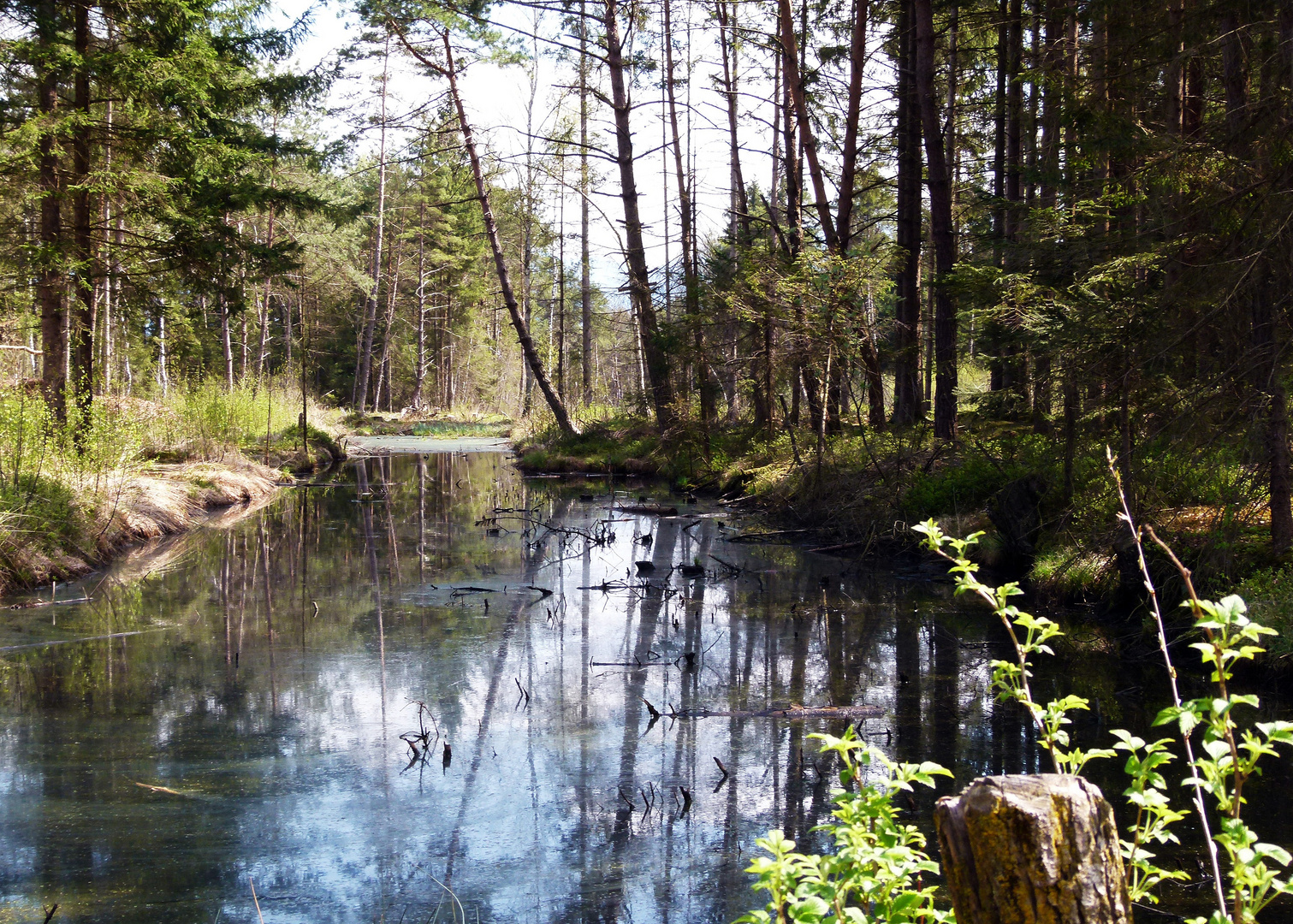 Moorlandschaft im Bayrischen Voralpenland