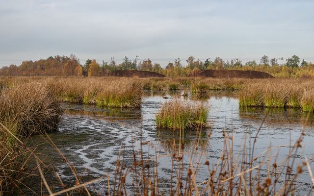 Moorlandschaft im Herbst