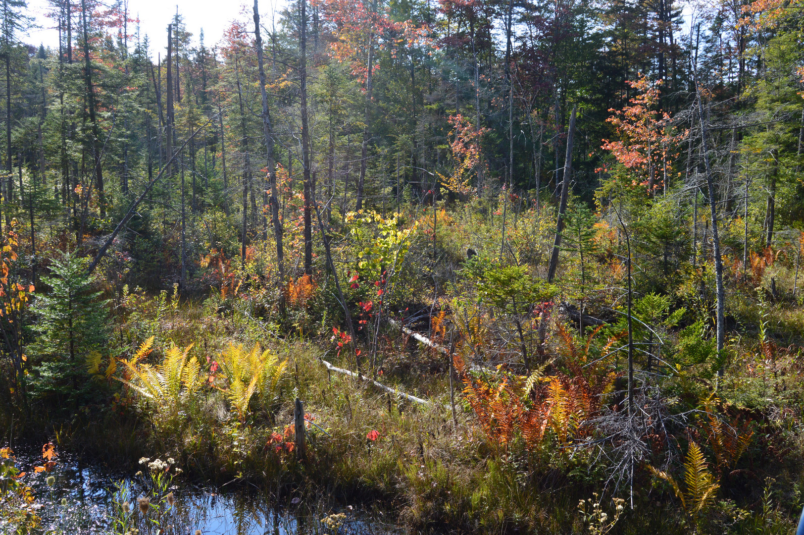 Moorlandschaft im Herbstlicht