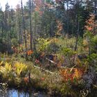 Moorlandschaft im Herbstlicht