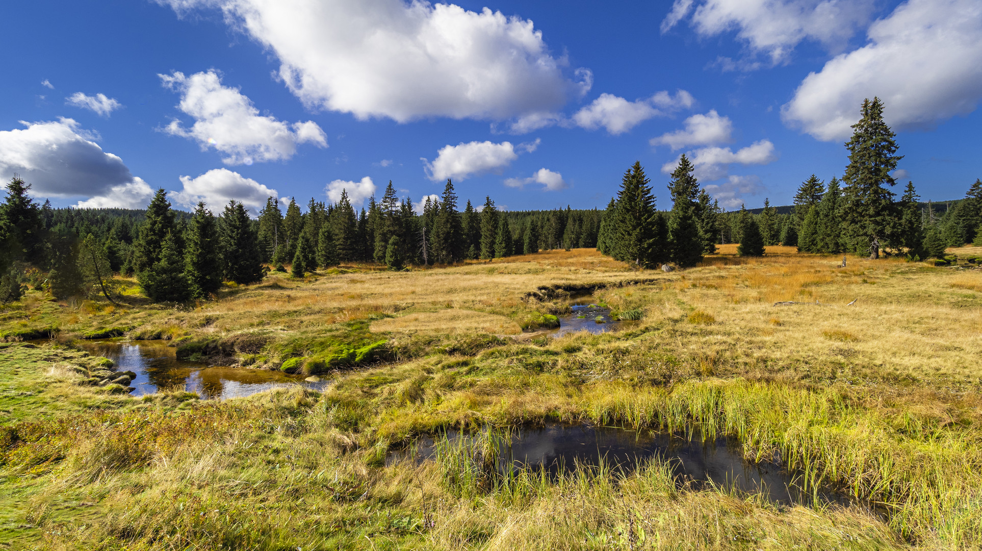 Moorlandschaft im Isergebirge