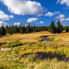 Moorlandschaft im Isergebirge