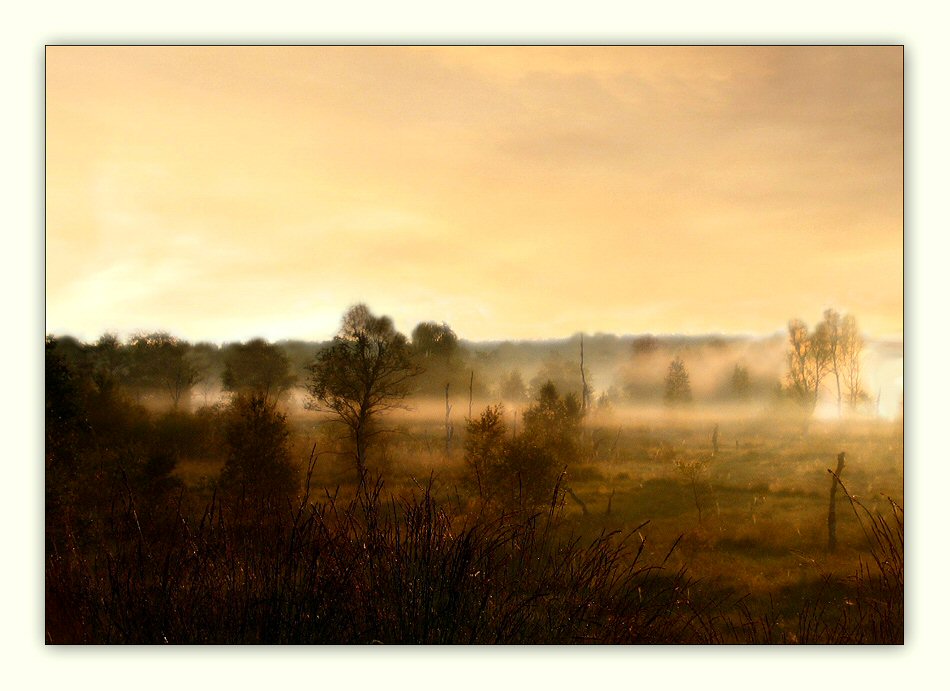 Moorlandschaft im Morgen(licht)nebel