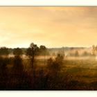 Moorlandschaft im Morgen(licht)nebel