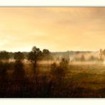 Moorlandschaft im Morgen(licht)nebel