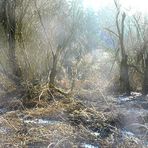 moorlandschaft im nebel