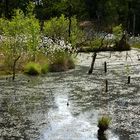 Moorlandschaft im Sommer