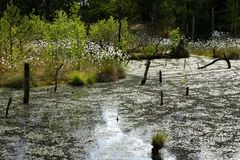 Moorlandschaft im Sommer