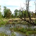 Moorlandschaft im Sommer