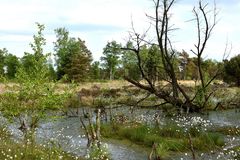 Moorlandschaft im Sommer