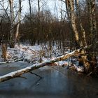 Moorlandschaft im Winter _ 5.2.2012