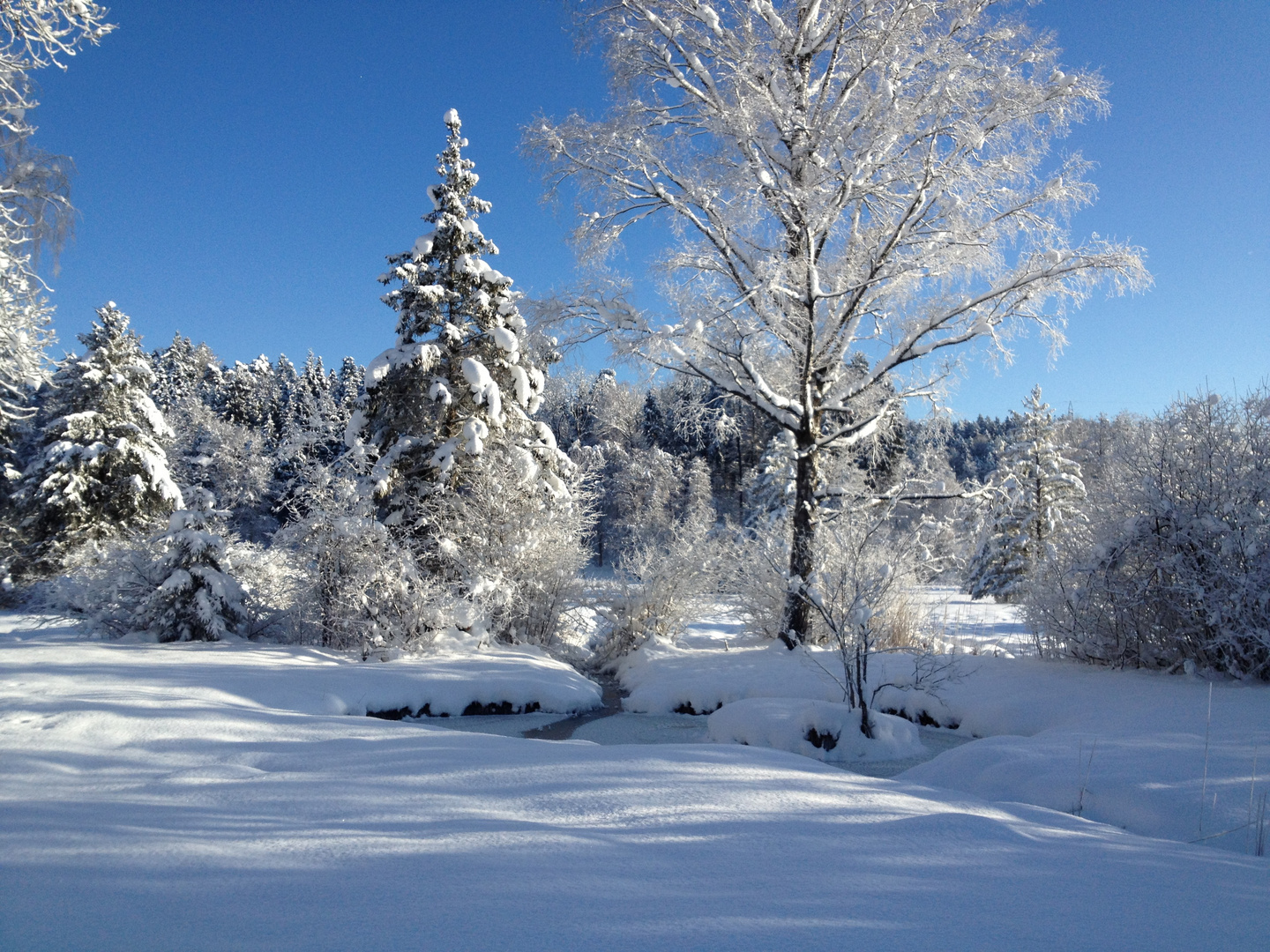 Moorlandschaft im Winterkleid