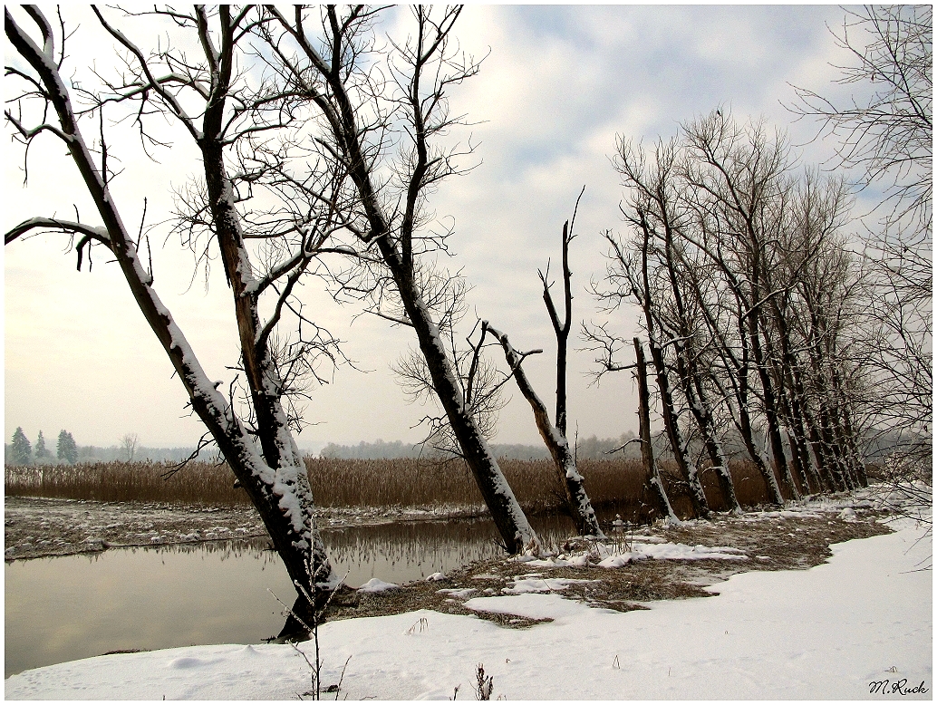 Moorlandschaft ,im winterlichen Ambiente ,