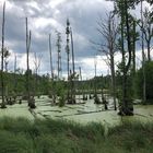 Moorlandschaft in der Uckermark