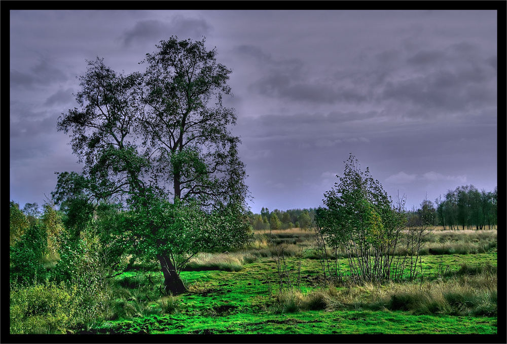 Moorlandschaft in Diepholz