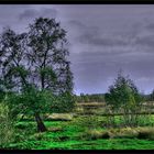 Moorlandschaft in Diepholz