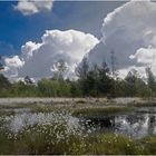 Moorlandschaft in Farbe