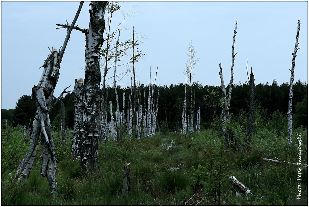 Moorlandschaft in Masuren