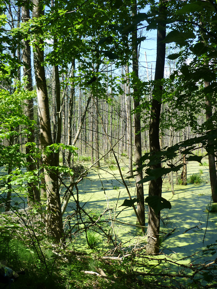 Moorlandschaft in Masuren