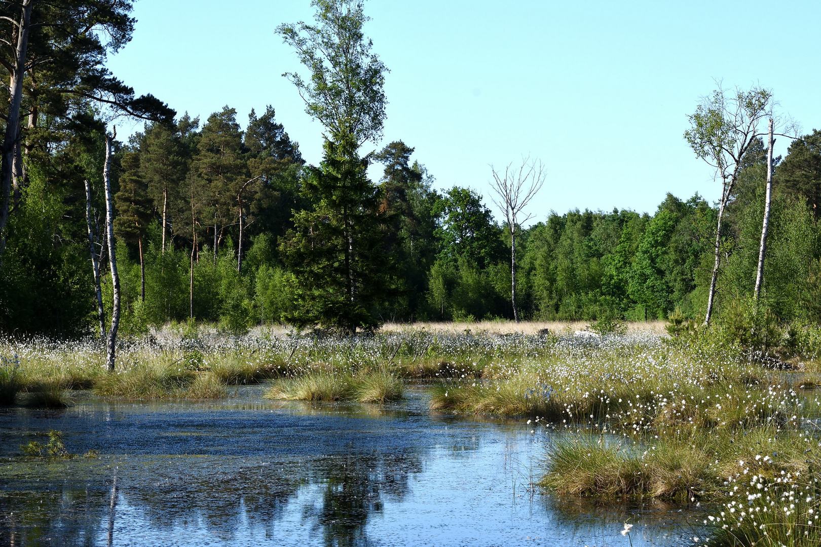 Moorlandschaft in Niedersachsen