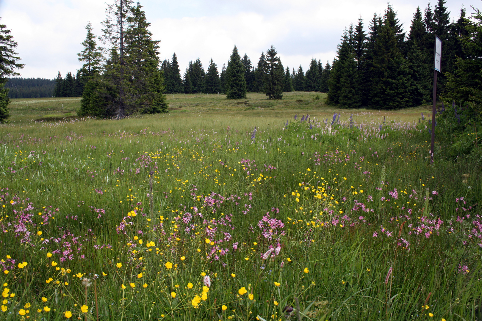 Moorlandschaft mit bunten Wiesenblumen