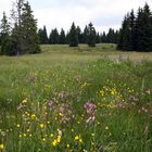 Moorlandschaft mit bunten Wiesenblumen