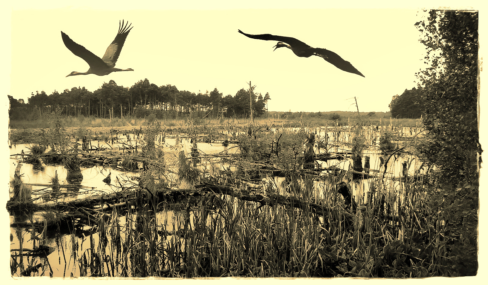 Moorlandschaft mit Kranich