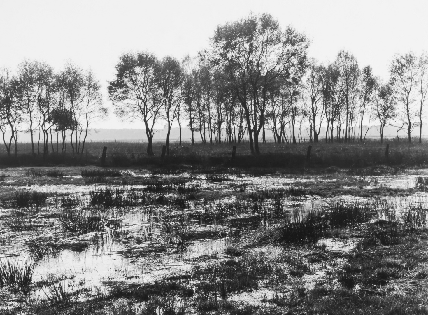 Moorlandschaft (SW Analog Foto)