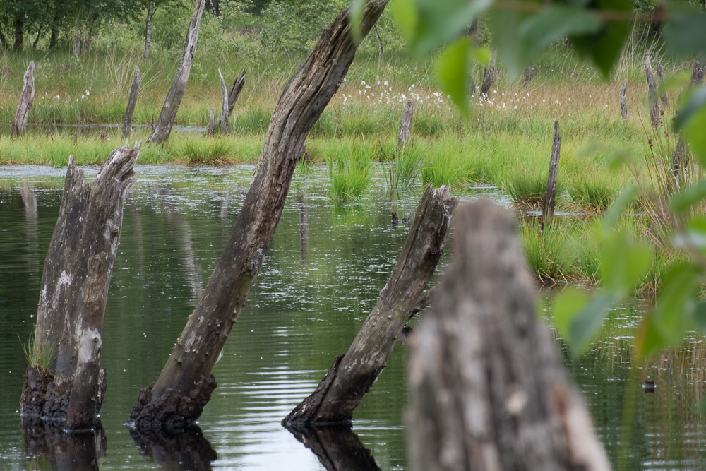 Moorlandschaft_2