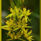 Moorlilien