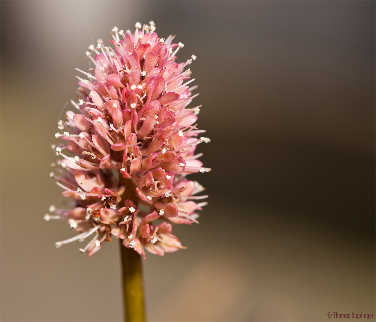 Moornelke (Helonias bullata)