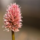 Moornelke (Helonias bullata)