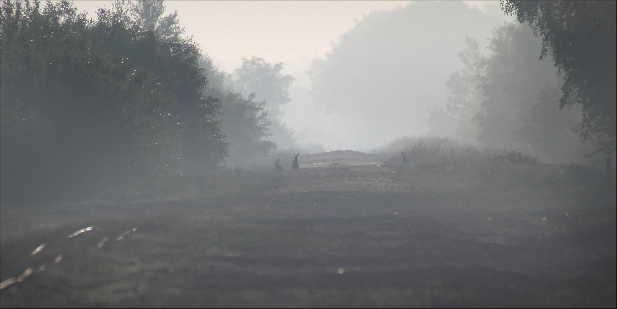 Moorpfad am Morgen