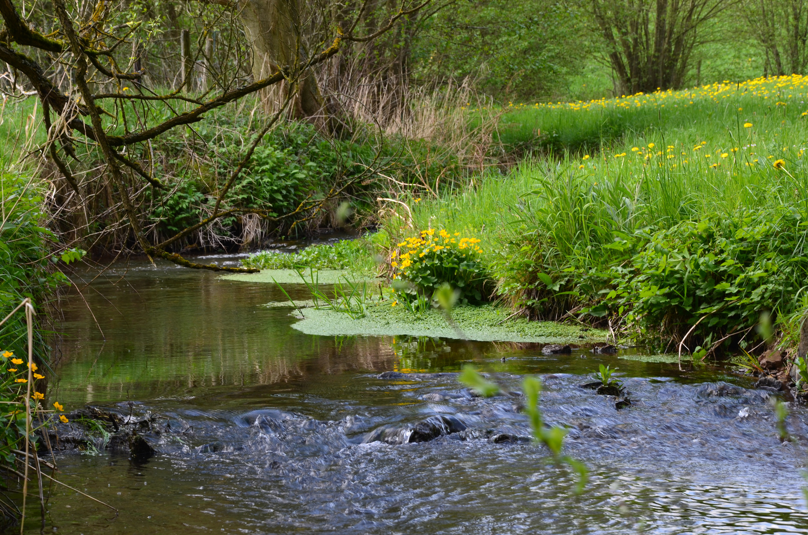 Moorpfad Dahlem (Eifel)