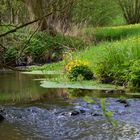 Moorpfad Dahlem (Eifel)