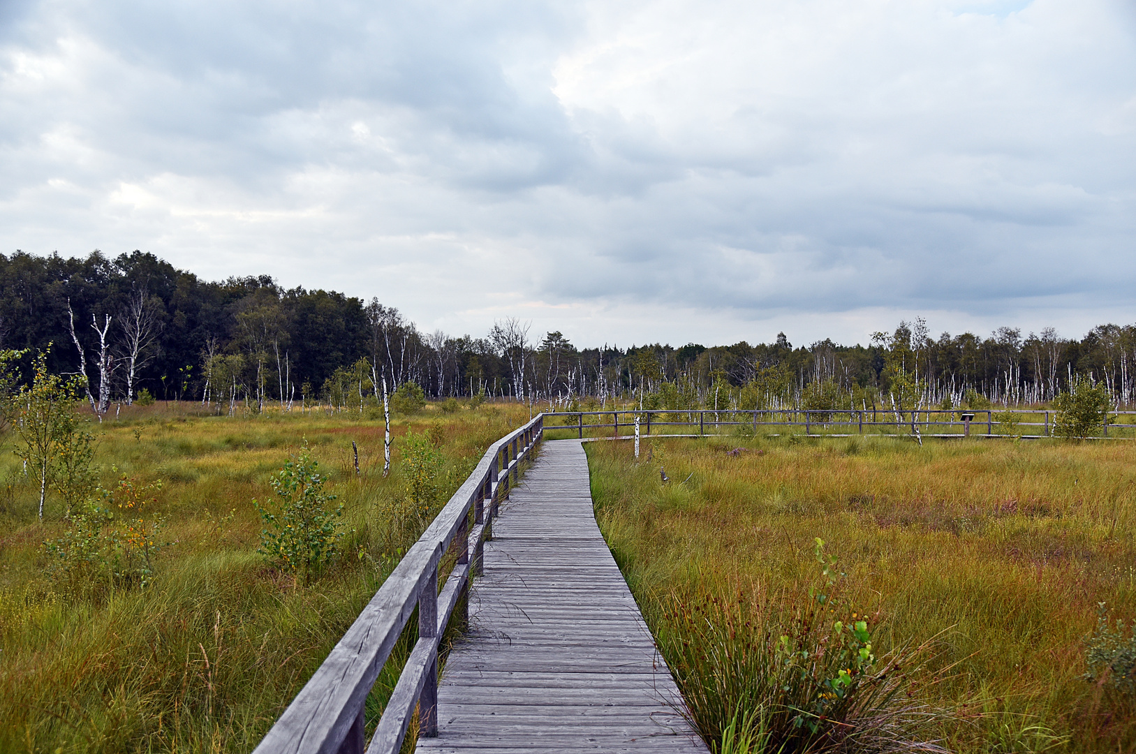 Moorpfad im Dosenmoor