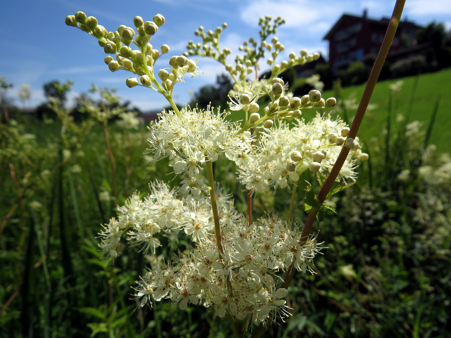 Moorpflanzen 2 Foto & Bild | natur, landschaft, moorlandschaft Bilder ...