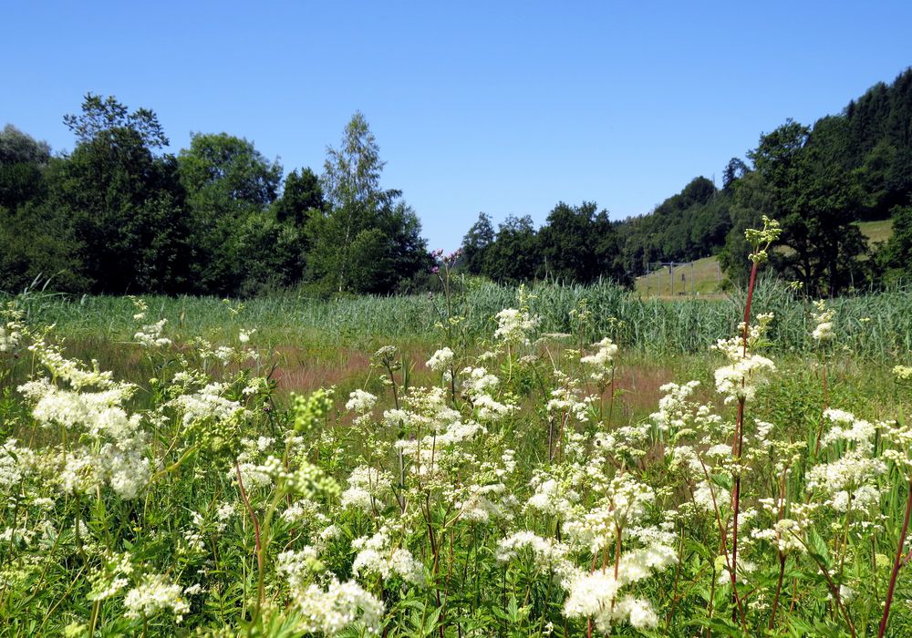 Moorpflanzen 5 Foto & Bild | natur, landschaft, moorlandschaft Bilder ...