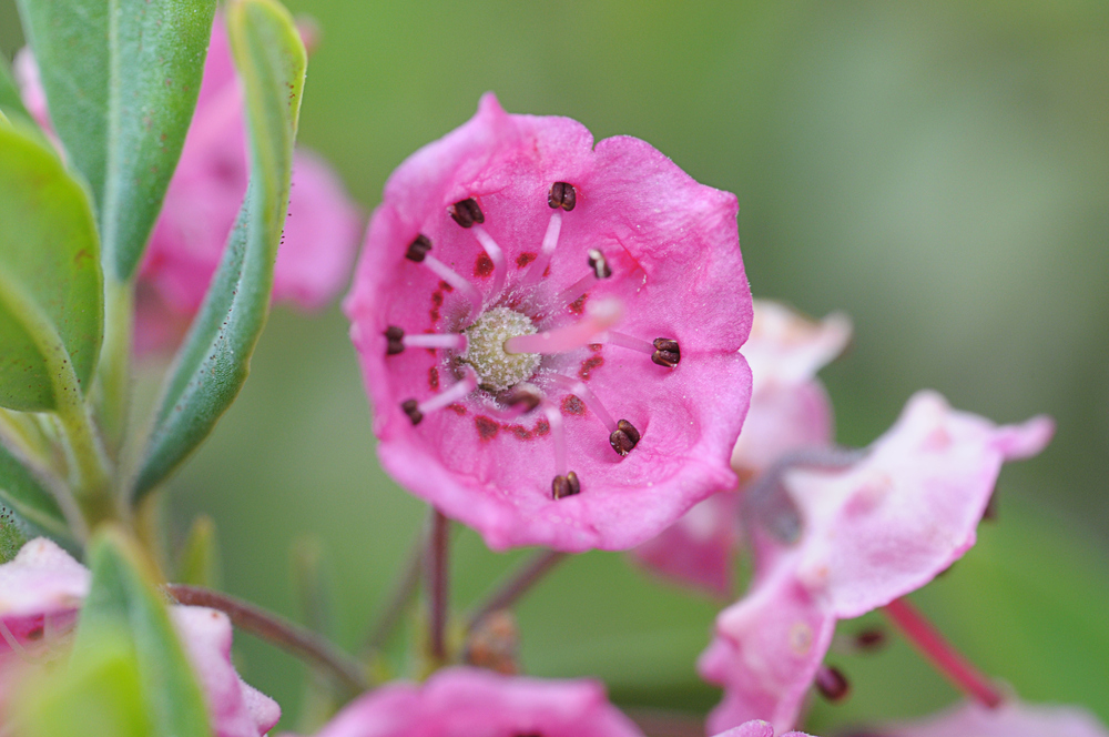 Moorrose Kalmia angustifolia #02