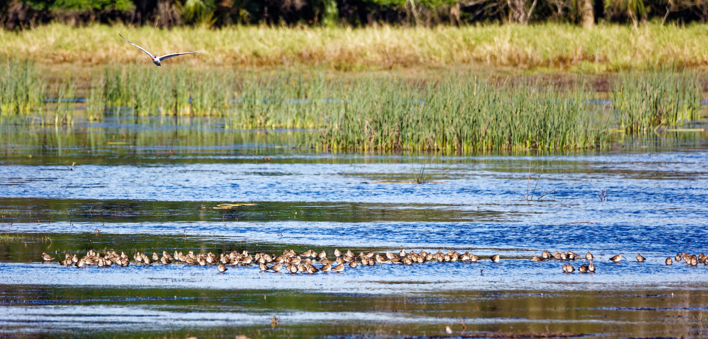 Moorschlammläufer