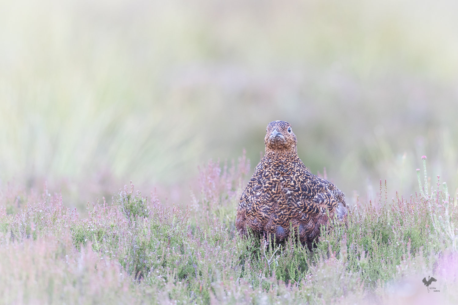 * moor.schnee.huhn *