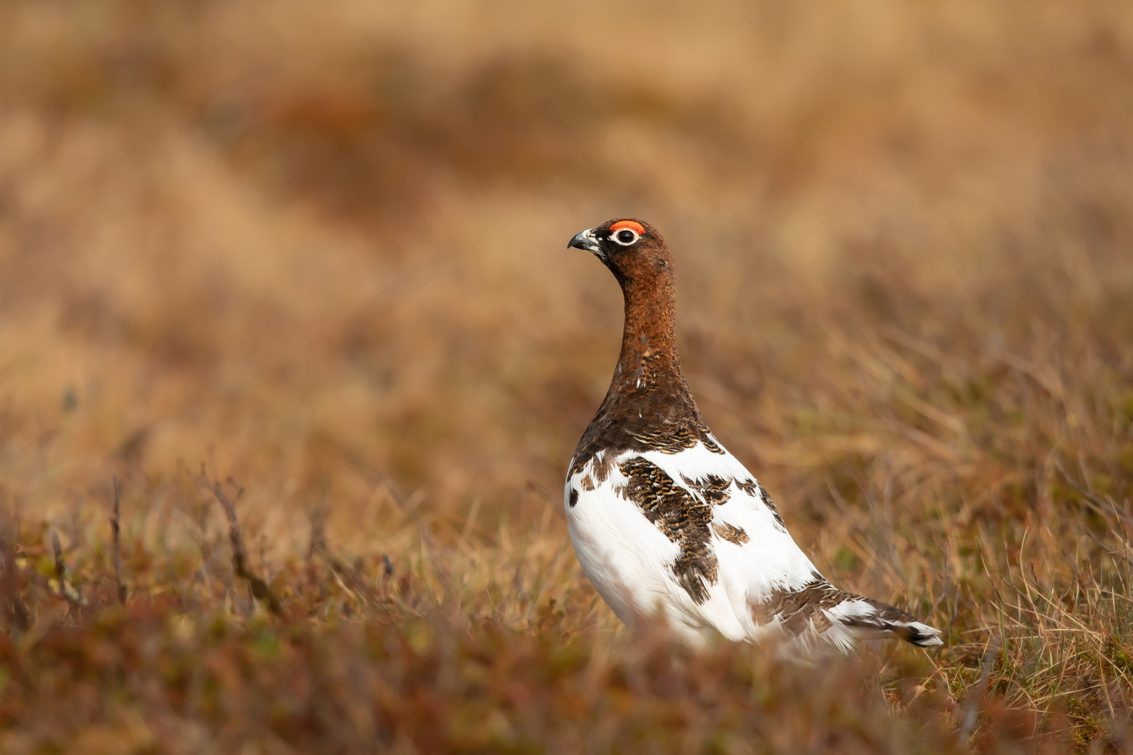 Moorschneehuhn